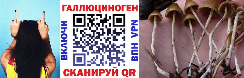 darknet наркотические препараты  Дальнереченск  Псилоцибиновые грибы GOLDEN TEACHER 